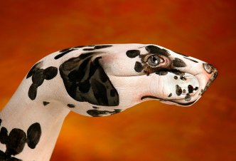 Dog Dalmatian - Ph. Guido Daniele